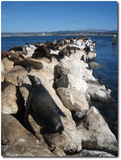 Seelöwenkolonie auf der Hafenmole von Monterey