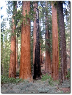 Mariposa Grove - Sequoia Wald