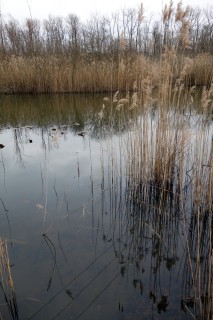 Teich im Bois des Mouilles 2