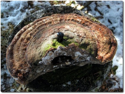 Nano Geocache in einem Pilz versteckt...