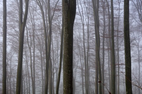 Nebelimpressionen Wald