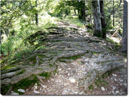 Wurzelchaos im Napfgebiet