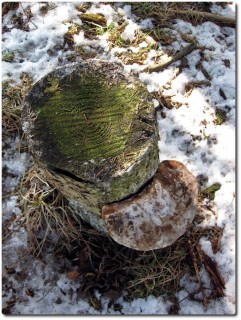 ...der magnetisch am Baum montiert wird!