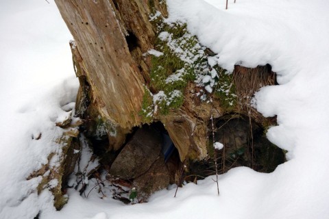 Baumstrunkcache - Gefunden trotz Schnee