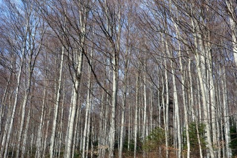 Der Wald ist noch nicht grün...