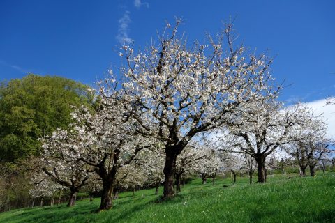 Obstblüten 2016