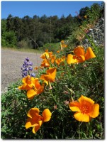 Old Coastal Road - Flora