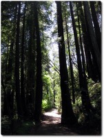 Old Coastal Road - Redwoods