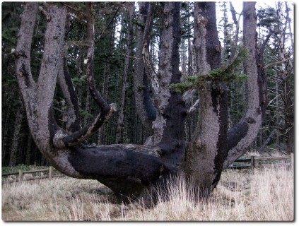 Cape Meares Octopus Baum