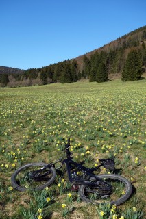 Osterglockenmeer im Jura