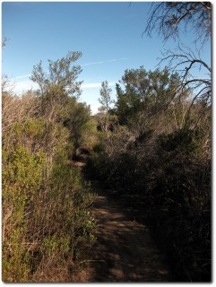 Fort Ord - Trail No 59 - Blair Witch
