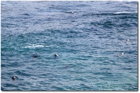 Sechs Harbor Seals am 17 Mile Drive