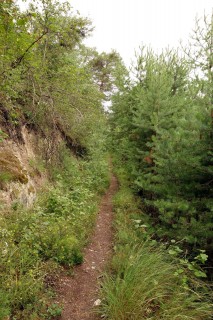 Singletrail durch den Pfynwald