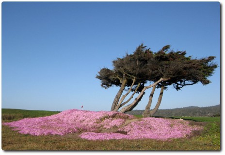 Point Joe Cypress im Blumenmeer