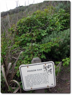 Point Lobos - Poison Oak Warnhinweis