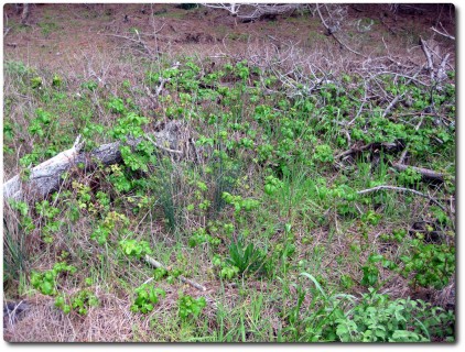 Point Lobos - Poison Oak