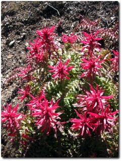 Pinnacles National Monument - Rote Blumen