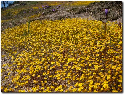 Pinnacles National Monument - Gelbe Blumen