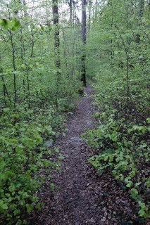 Trails im frischen Grün