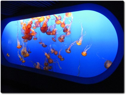 Monterey Bay Aquarium - Quallen