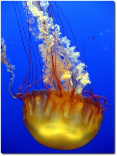 Monterey Bay Aquarium - Quallen