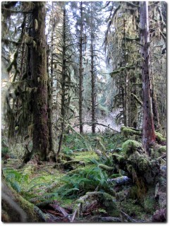 Hoh Rainforest - Gespengstisch...