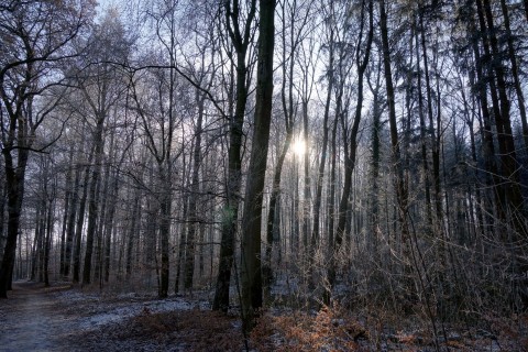 Wunderbarer Frostwald