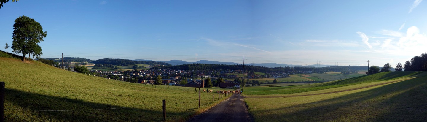 Kühe und Panorama Safenwil