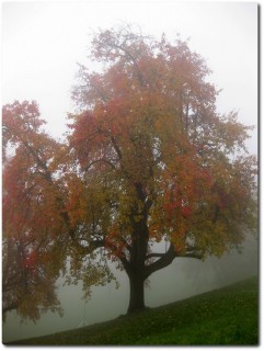 Nebel im Aufstieg zum Schönebode