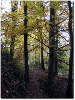 Steinibachtrail in Herbstfarben