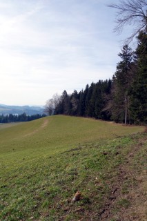 Waldrandtrail bei Schellenberg