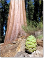 Zapfen eines Giant Sequoia