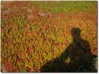 Schatten vor herbstlichen Iceplants