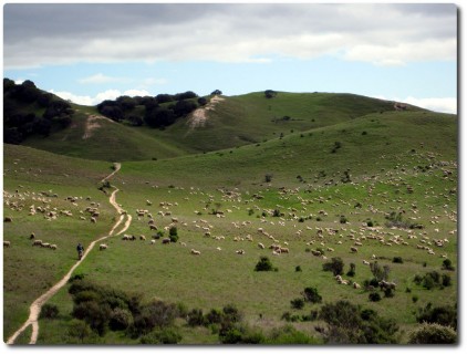 Goat Trail - Heute Sheep Trail