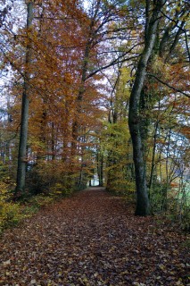 Solothurntrails - Herbstwald