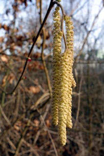 Der Frühling naht...