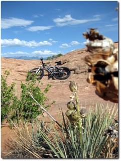 Slickrock Bike Trail - karge Vegetation