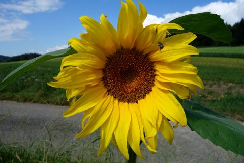 Sonnenblume 2016