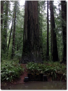 110m hoher Redwood Baum - Stamm