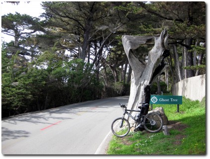 17 Mile Drive - Ghost Tree