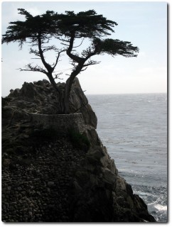 17 Mile Drive - Lonely Cypress
