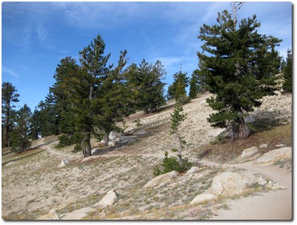 Tahoe Rim Trail - Flowiger Beginn