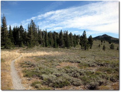 Tahoe Rim Trail - Ab hier geht es nur noch runter !