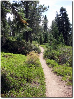 Tahoe Rim Trail - Trailspass im Wald