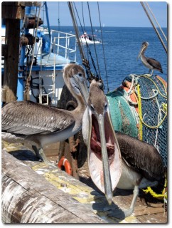 Pelikan mit Fisch... Bähhhh!