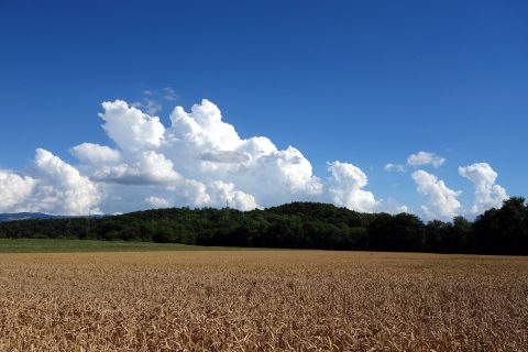 Weizen und Wolken