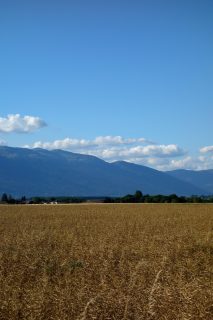 Weizen im Kanton Genf