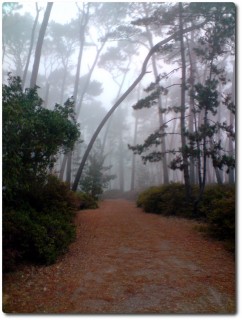 Oberhalb des Presidios im Nebel