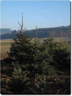 Überlebende des Weihnachtsbaummassakers !