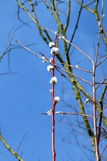 Der Frühling naht... Widebüseli